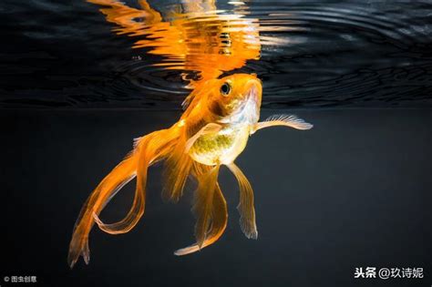 養金魚 風水